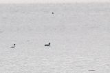 20210123_Kortbekzeekoet_Veerse Meer